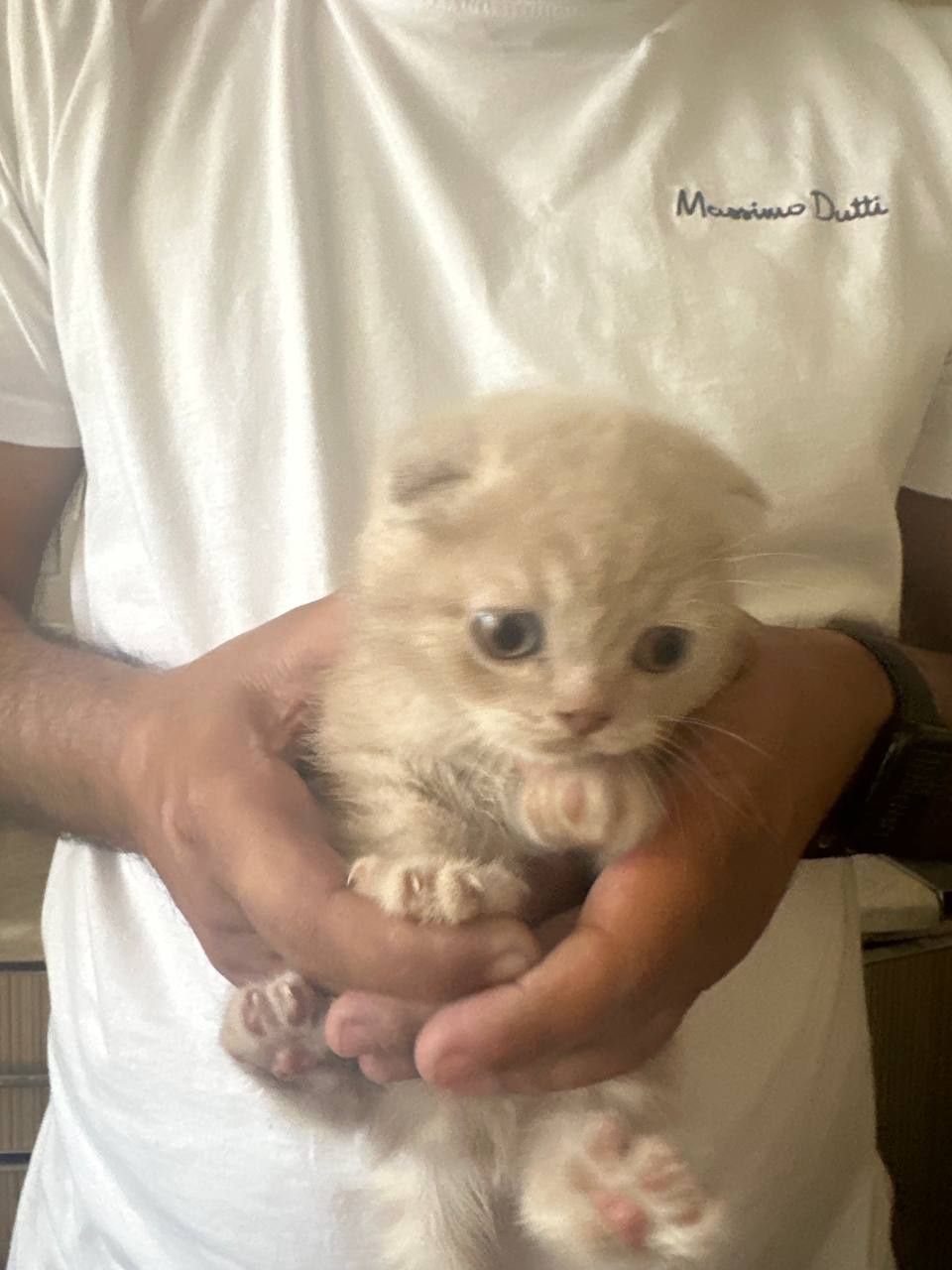 Капучино рангли вислоухий мушукча сотилади — зоти Scottish Fold
