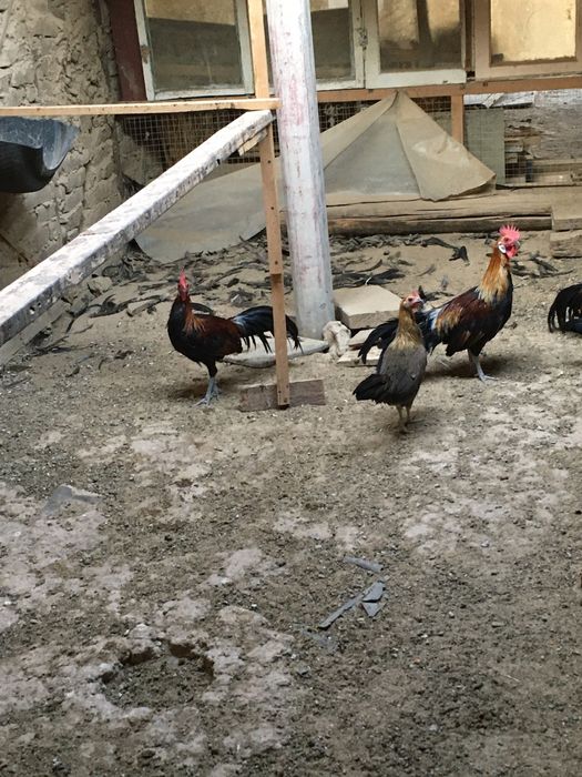 Феникс хороз товуклар