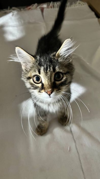 Ласковый Котенок мальчик