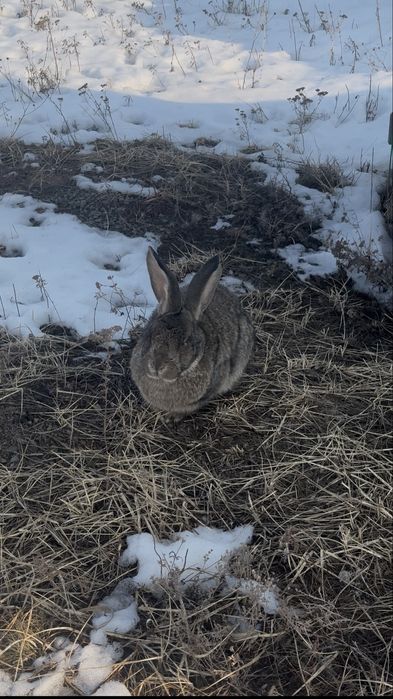 Кролик продам воспитатаные