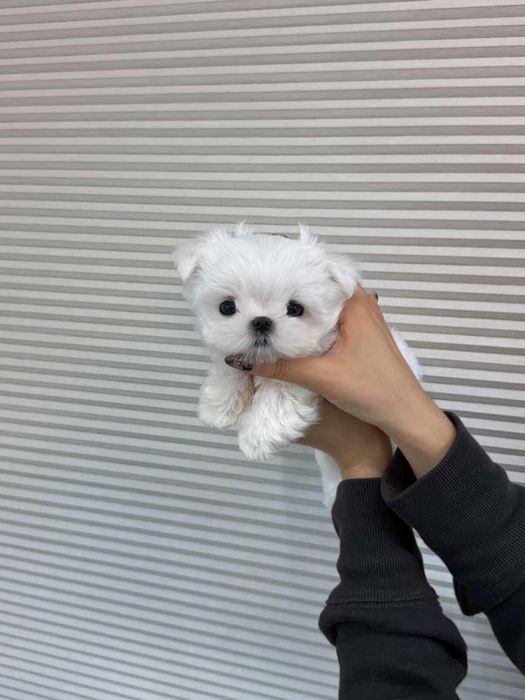 Bichon maltez mini toy
