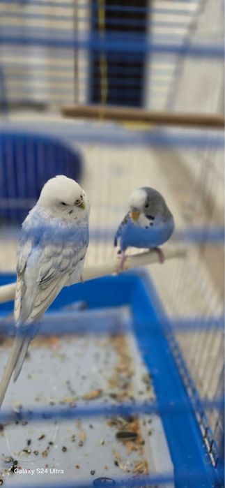 Пара попугай с клеткой