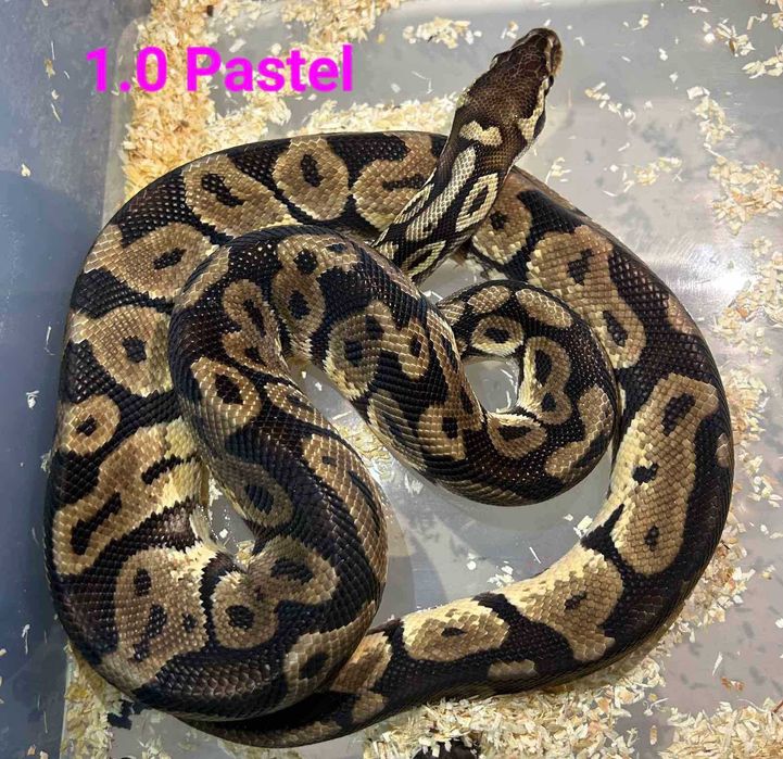 BALL PYTHON - Pastel - (1.0-мъжки).