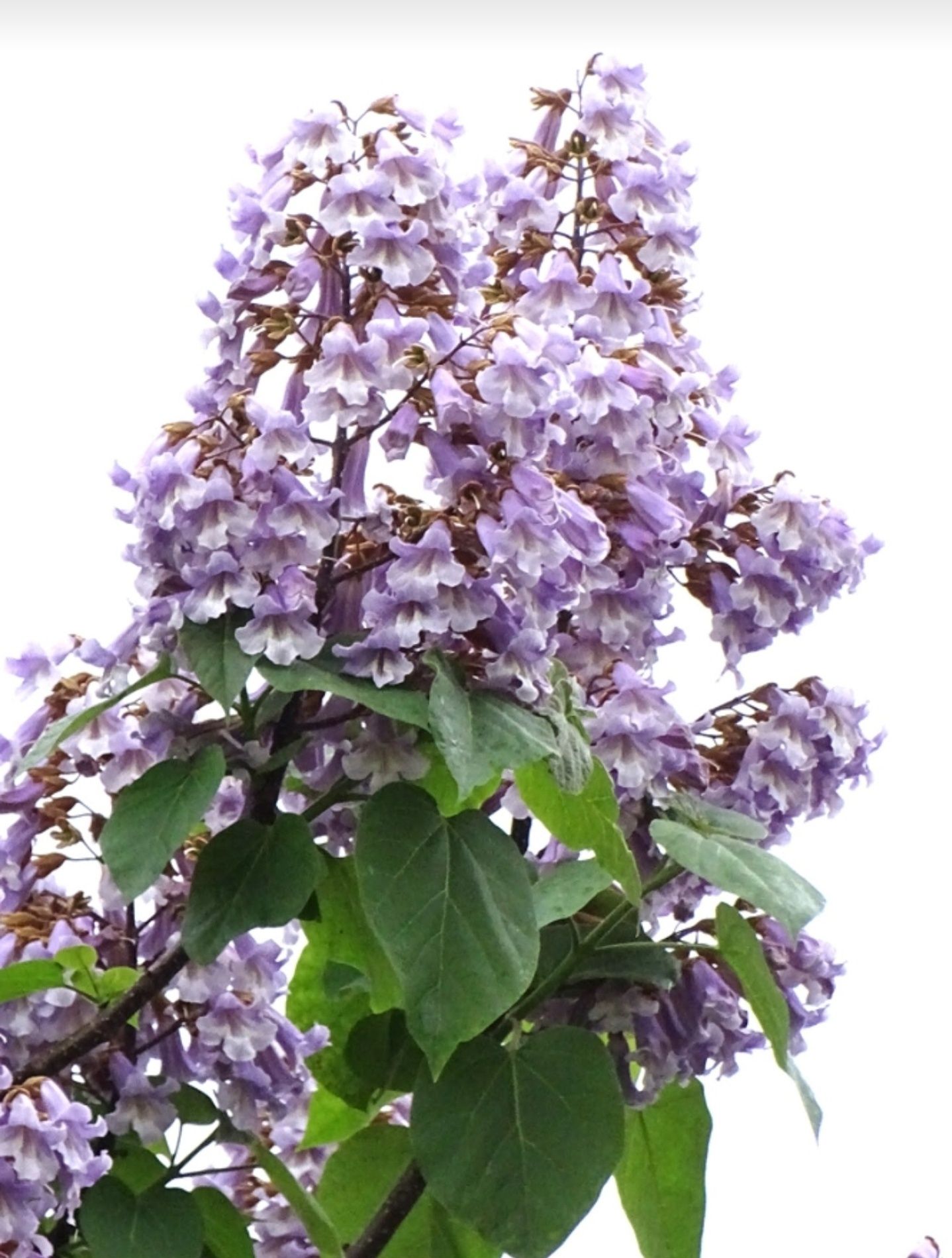 Vând butasi paulownia imperial cu floare mov