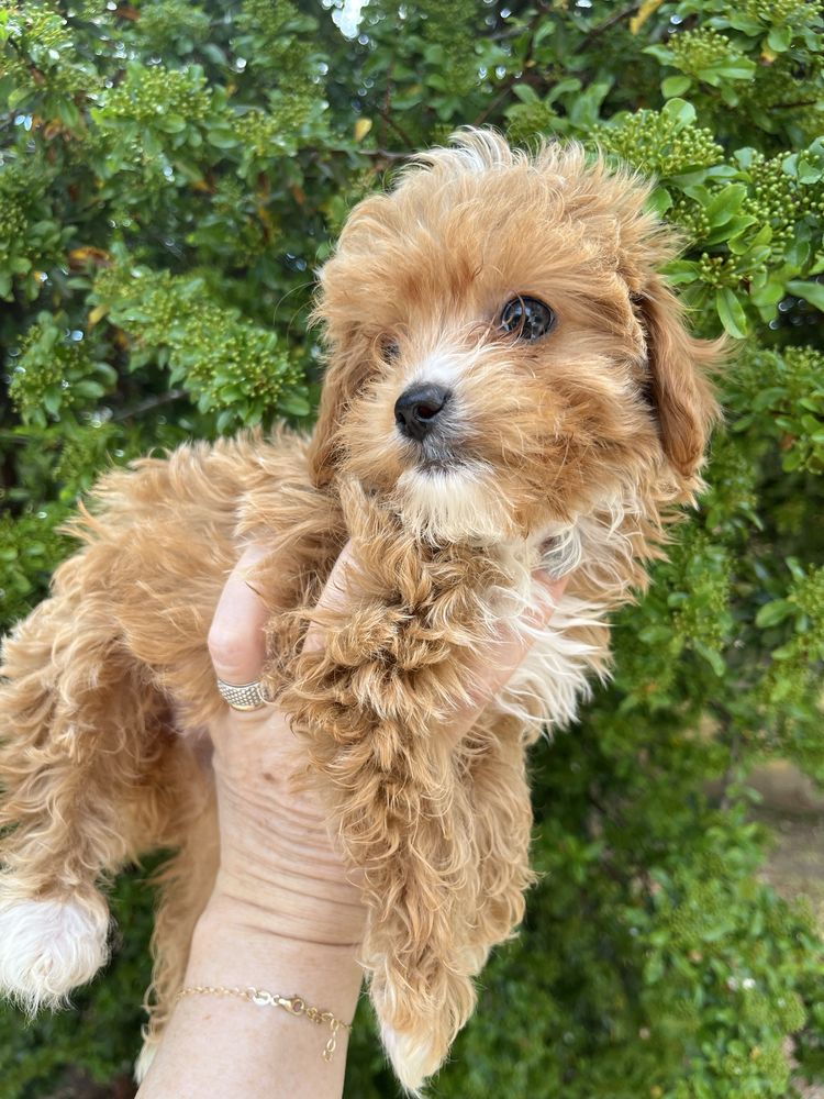 Maltipoo fetita mini