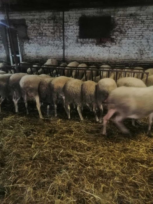 Продавам регистрирани овце