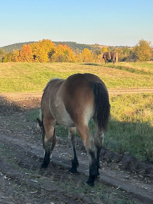 Vând mânză de 5 luni jumate