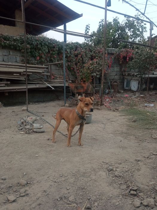 Pidbul sotiladi 1yosh axranasi zoʻr