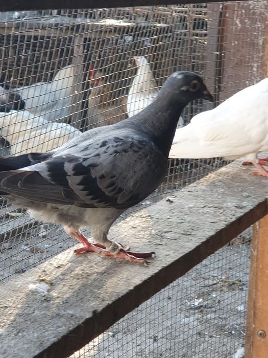 Vand porumbei voiajori si jucatori