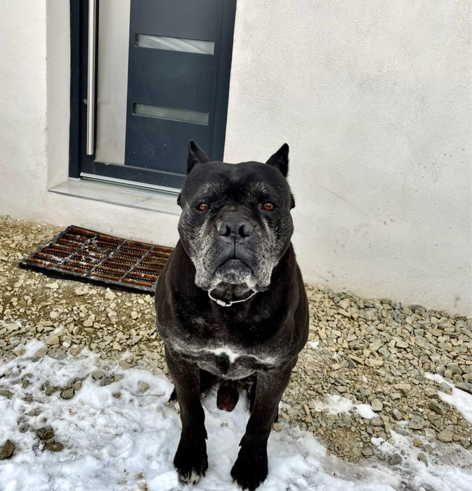 Mascul cane corso caut partenera