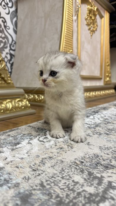 Arzonga seribristiy quloqchasi qaytgan shinshilla mushukcha