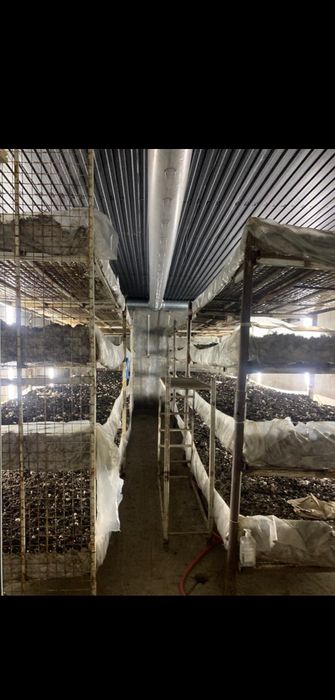 Продам готовый бизнес по выращиванию шампиньонов