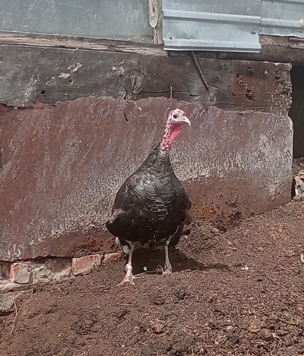 Продам индюшку индюка