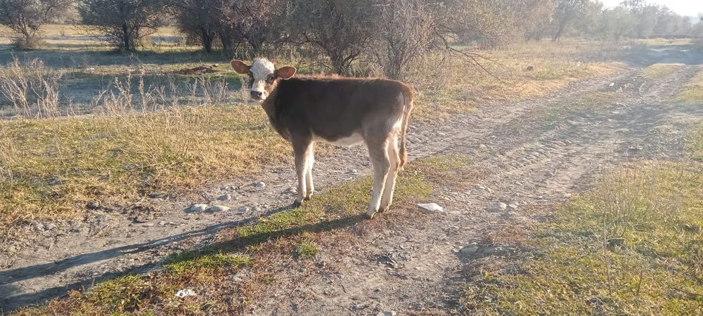 Продам теленка тёлочку!