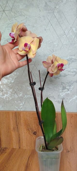 Орхидеи Phalaenopsis