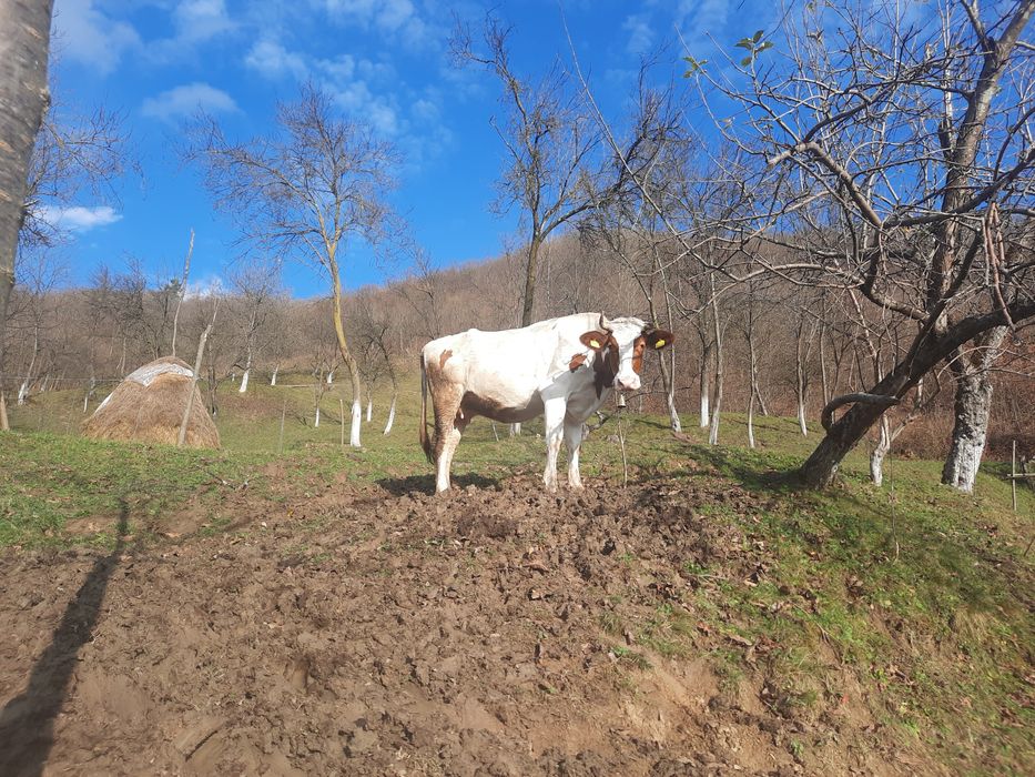 Vând vaca de trei ani jumate