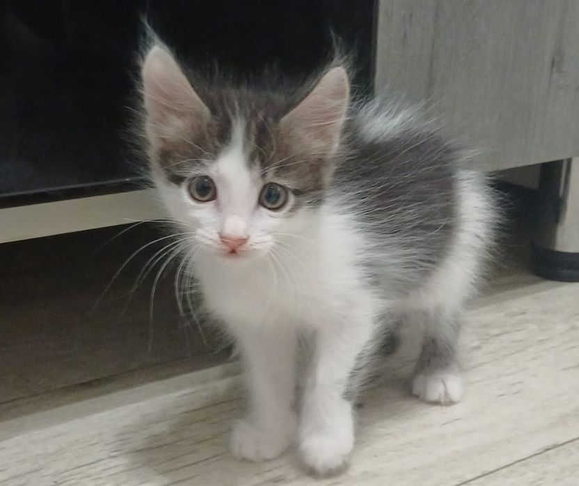 Продам котенка смесь