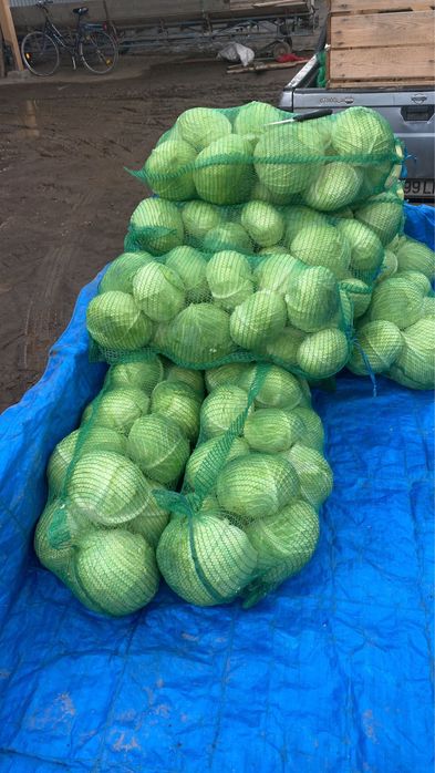 Varza plata de toamna