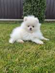 Vând pui rasa pomeranian