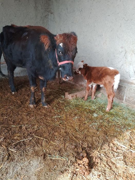 Ona bola sigir sotiladi