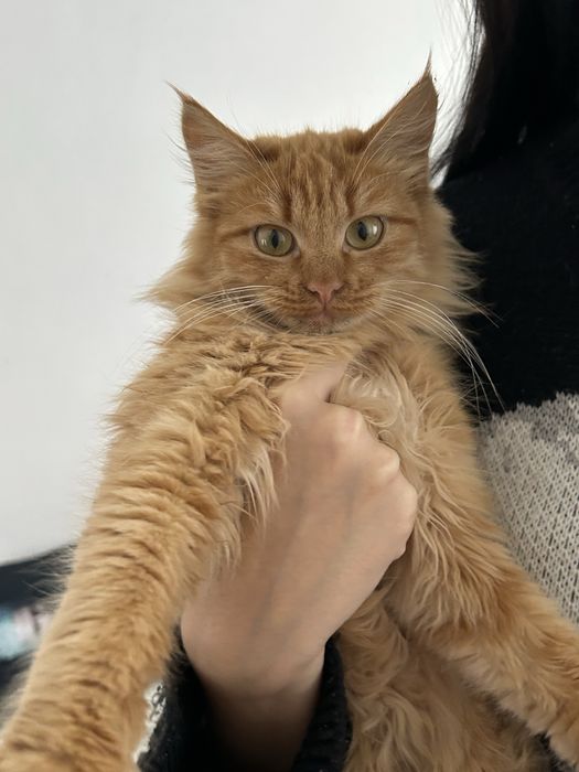 Отдам пушистую кошечку в добрые руки!