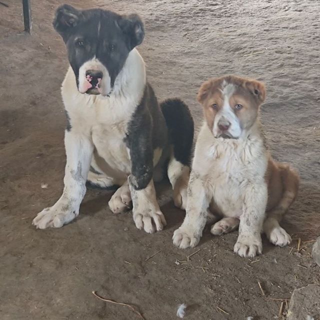 Продаётся алабай