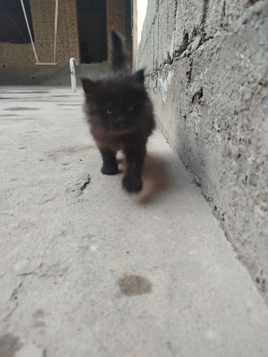 Мушук болалари Бир ярим ойлик