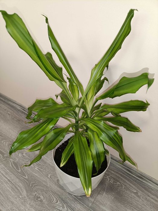 Trunchiul Fericirii 1m înalt