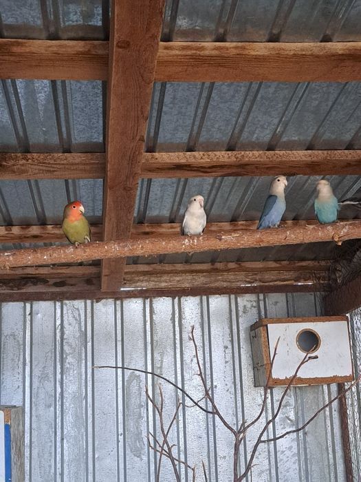 Vând papagali agapornis