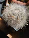 Colectie de cactusi
