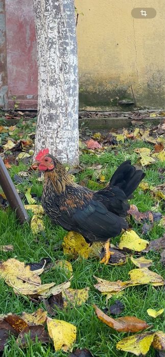 Петлета красиви и пеещи за вашия двор