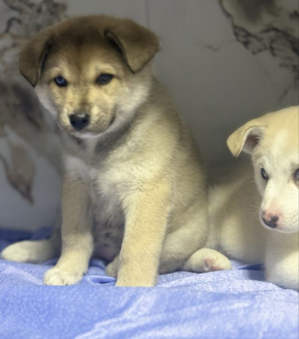 Продаються Девочки Хаски