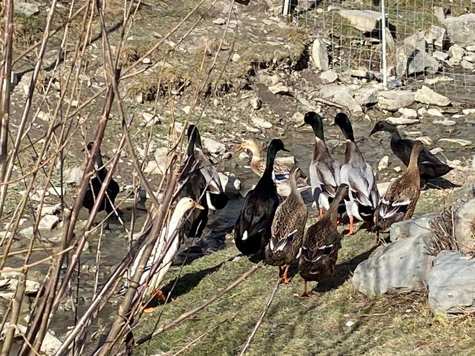 Rațe alergatoare Indiene