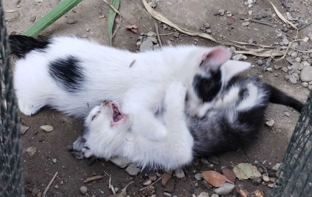 O pisica si un pisoi cauta familii