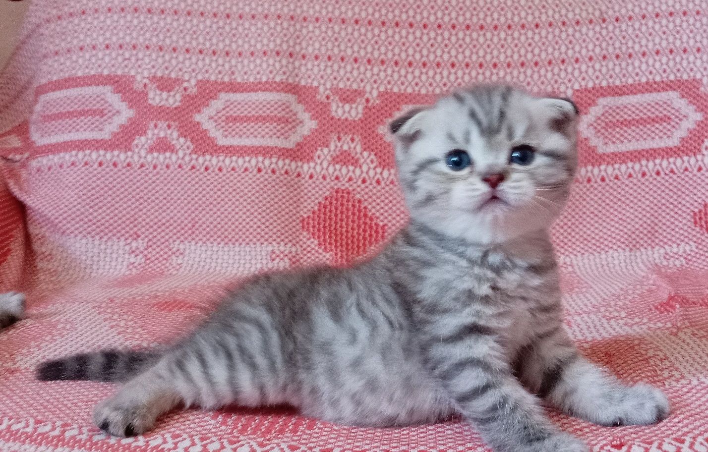 Продаются котята