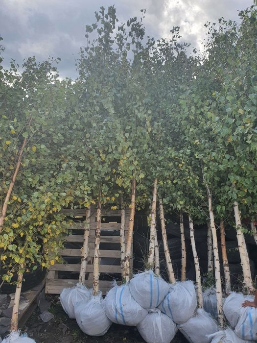 Vând plante ornamentale diferite specii