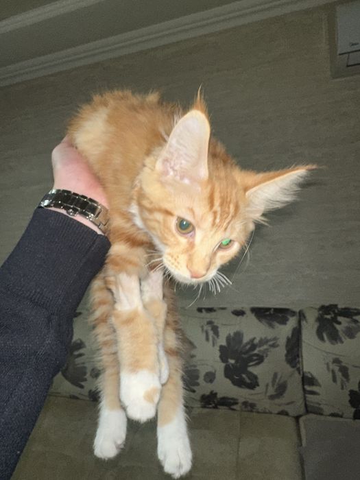 Продаются котята