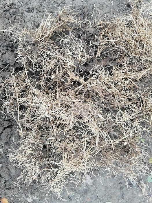 Ландыши майские рассада