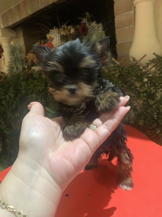 Yorkshire. Terrier fetita