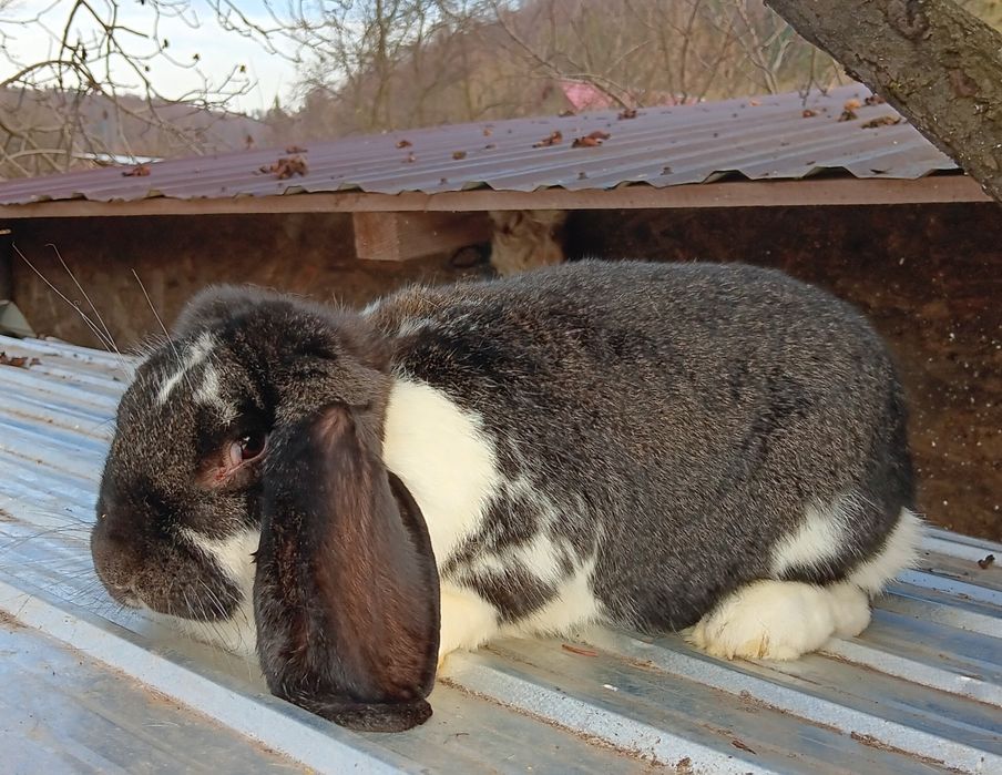 Berbec german iepuri