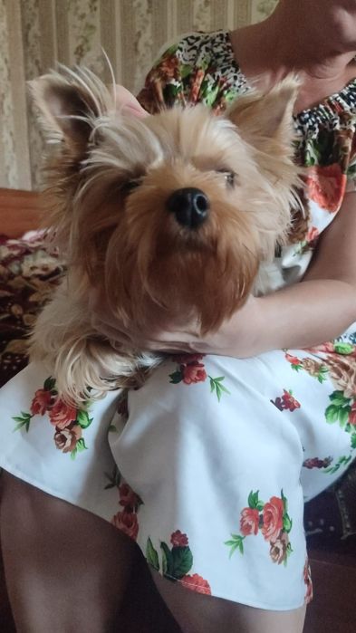 Продам собачку маленькую, Йорк девочка. Очень любвеобильная и добрая.