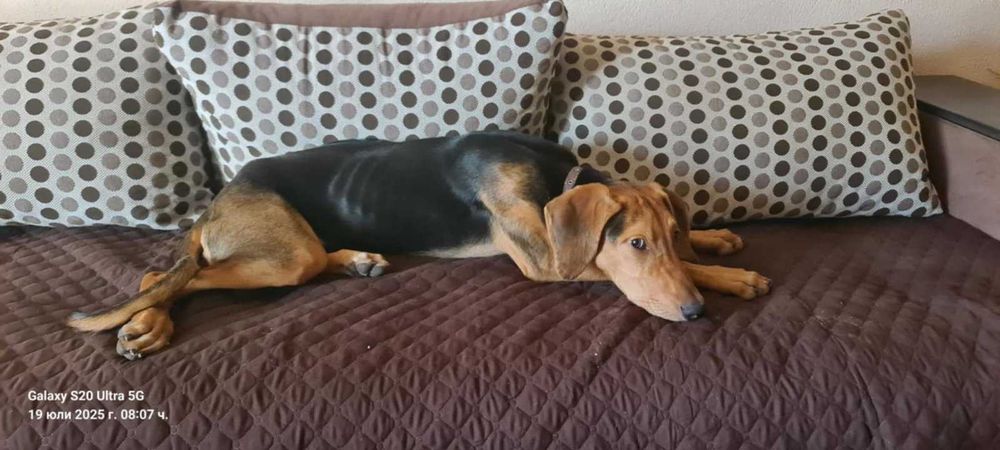 Подарявам женско куче Гонче