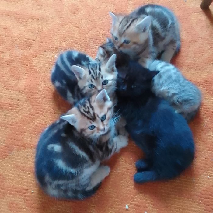 Продам котят британцы