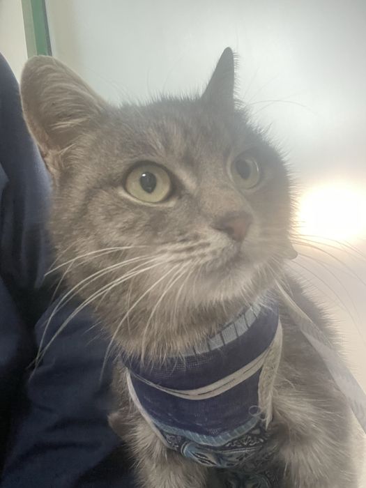 Серая Кошечка Дуся