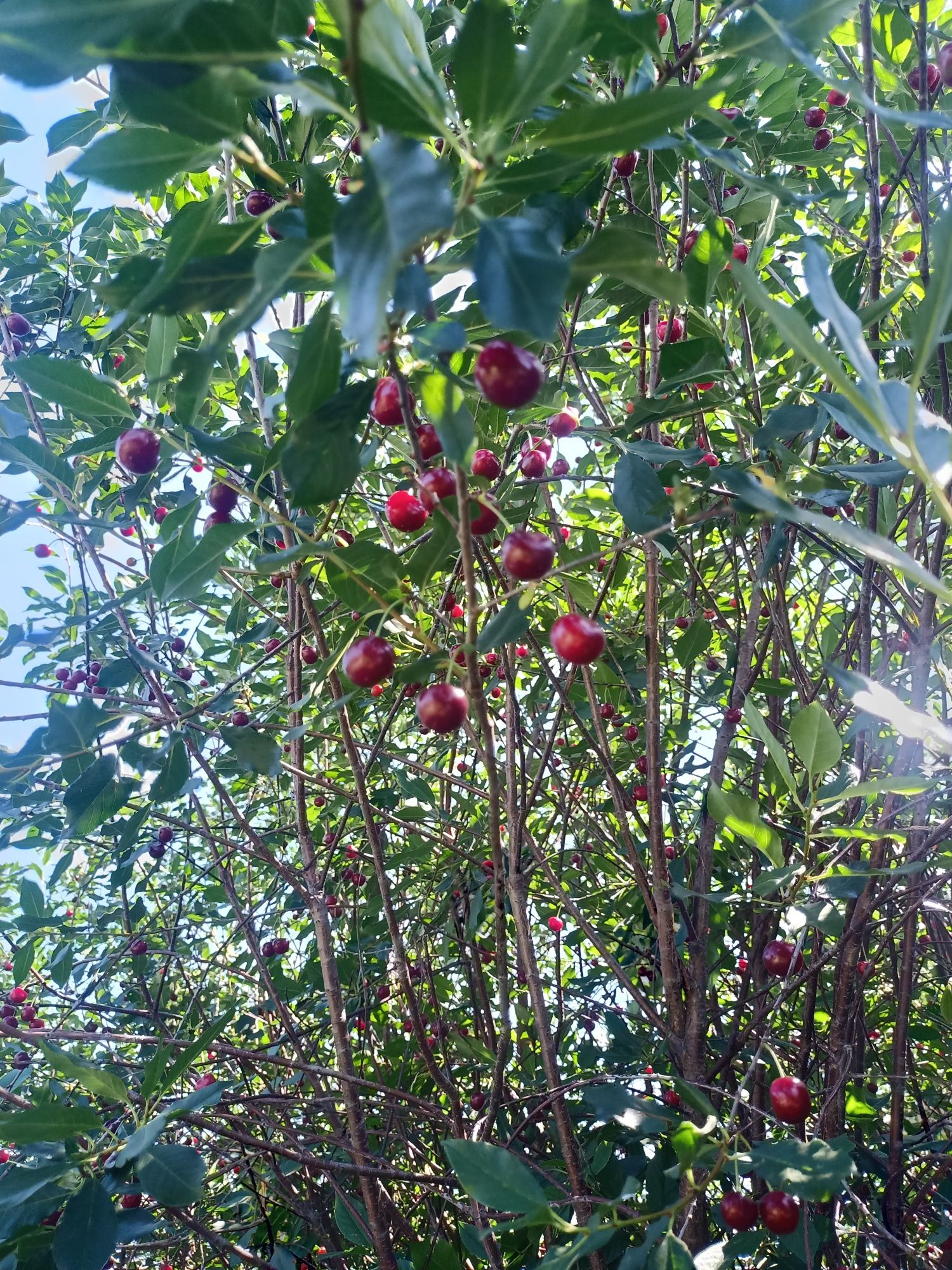 Продам сладкую вишню