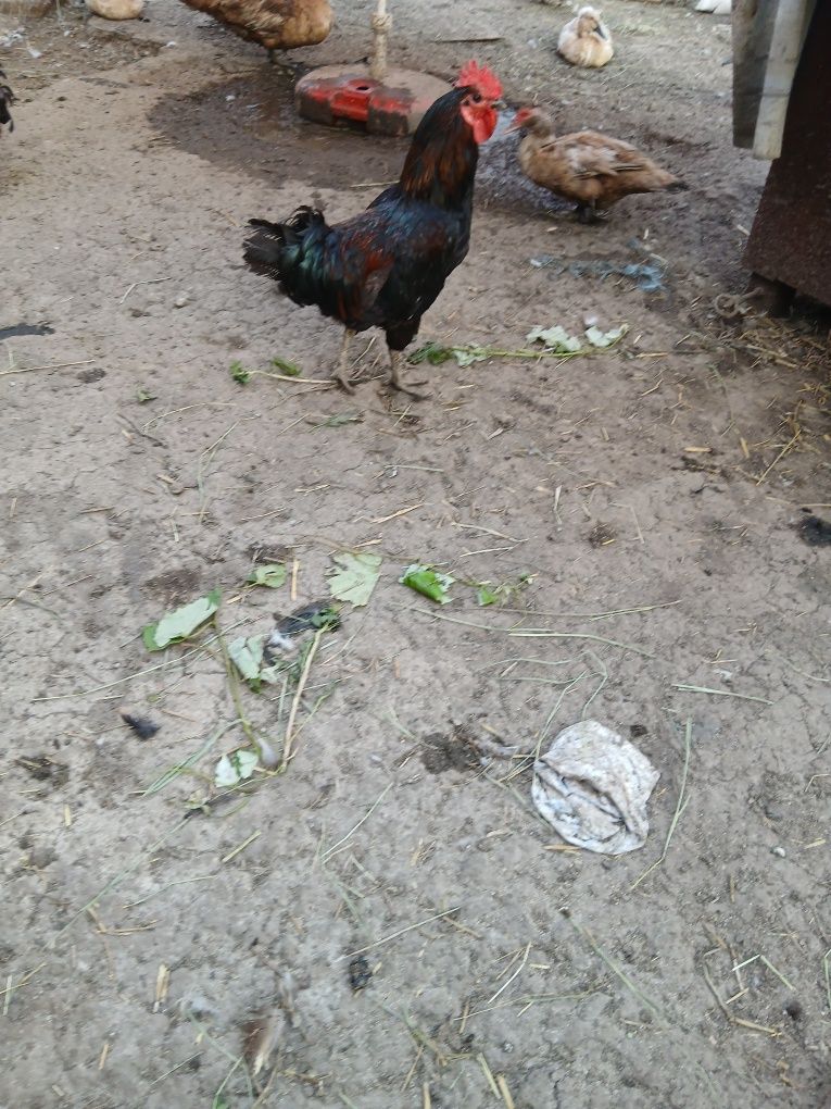 Cocoși   tineri de tara