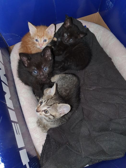 Pisici de adopție