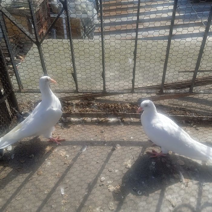 Бели московски пощенски гълъби
