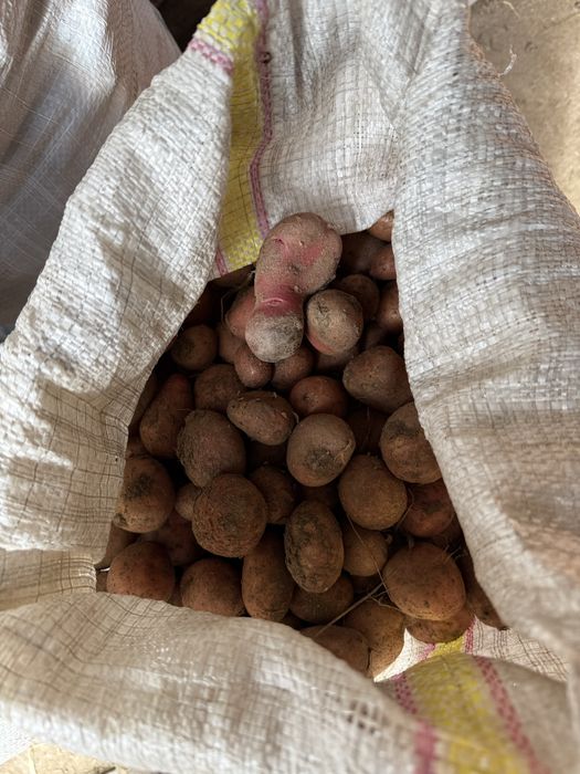 Cartofi pentru porci