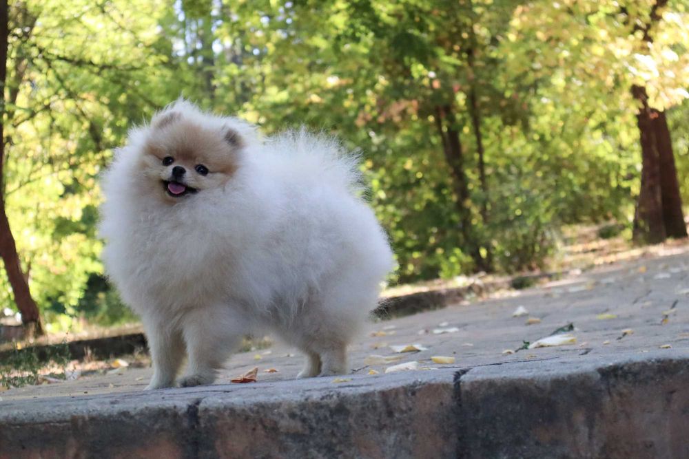 Уникално момиченце померан с родословие FCI